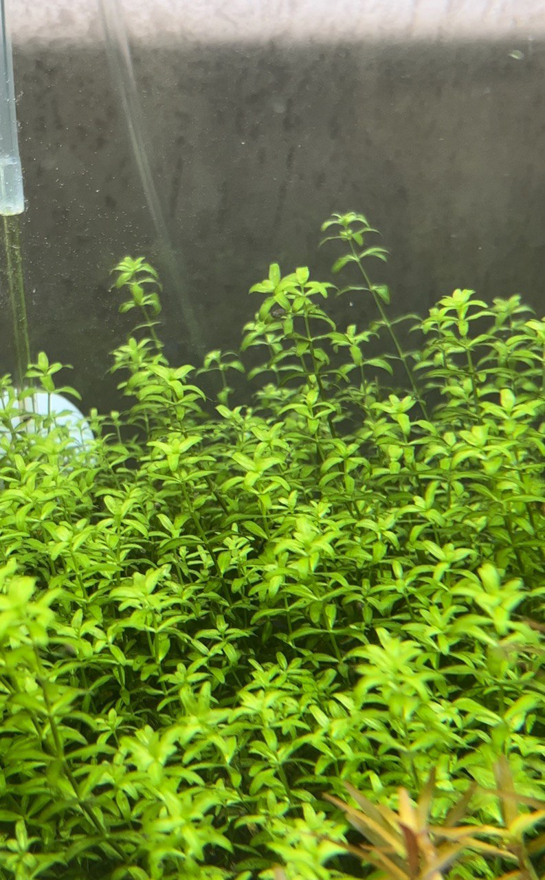 Les plantes pour votre aquarium - 37