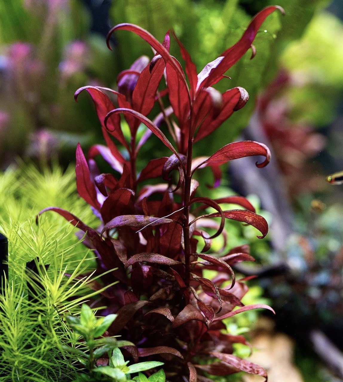 Les plantes pour votre aquarium - 41