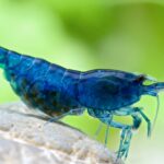 30L pour crevettes - Neocaridina-davidi-Blue-